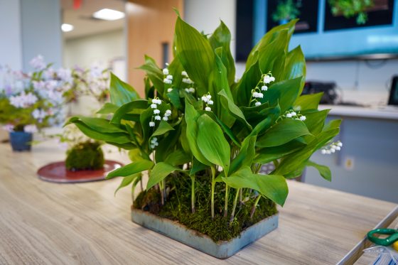 Lily of the valley in the kusamono style. 